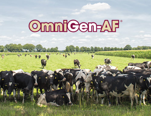 OmniGen®, producto de especialidad nutricional, obtiene patente para uso contra el estrés por calor en la Unión Europea