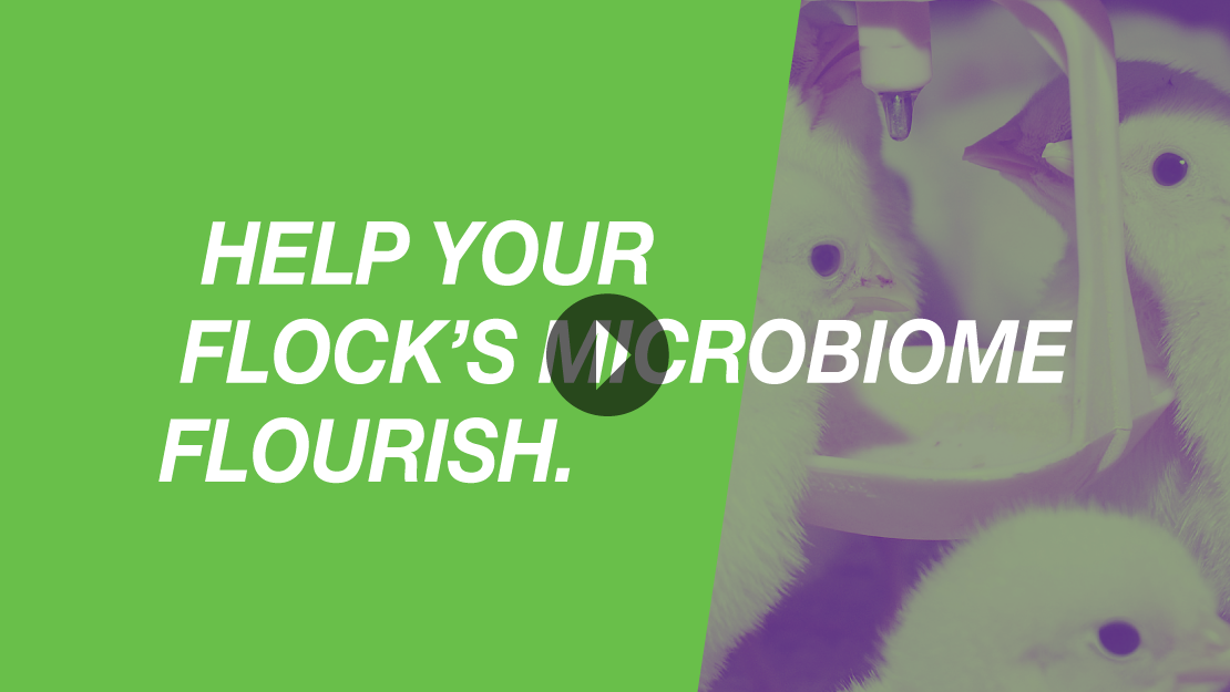 MicroLife-video