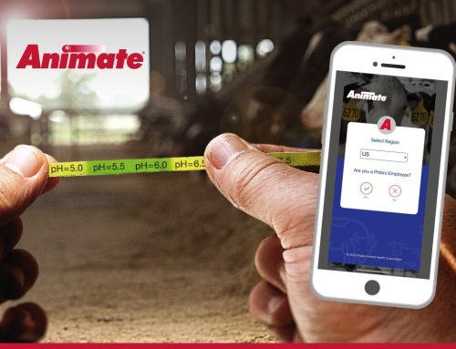 Controla la salud de tus vacas en transición desde tu celular con la App de Animate®