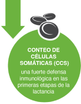 Conteo de células somáticas