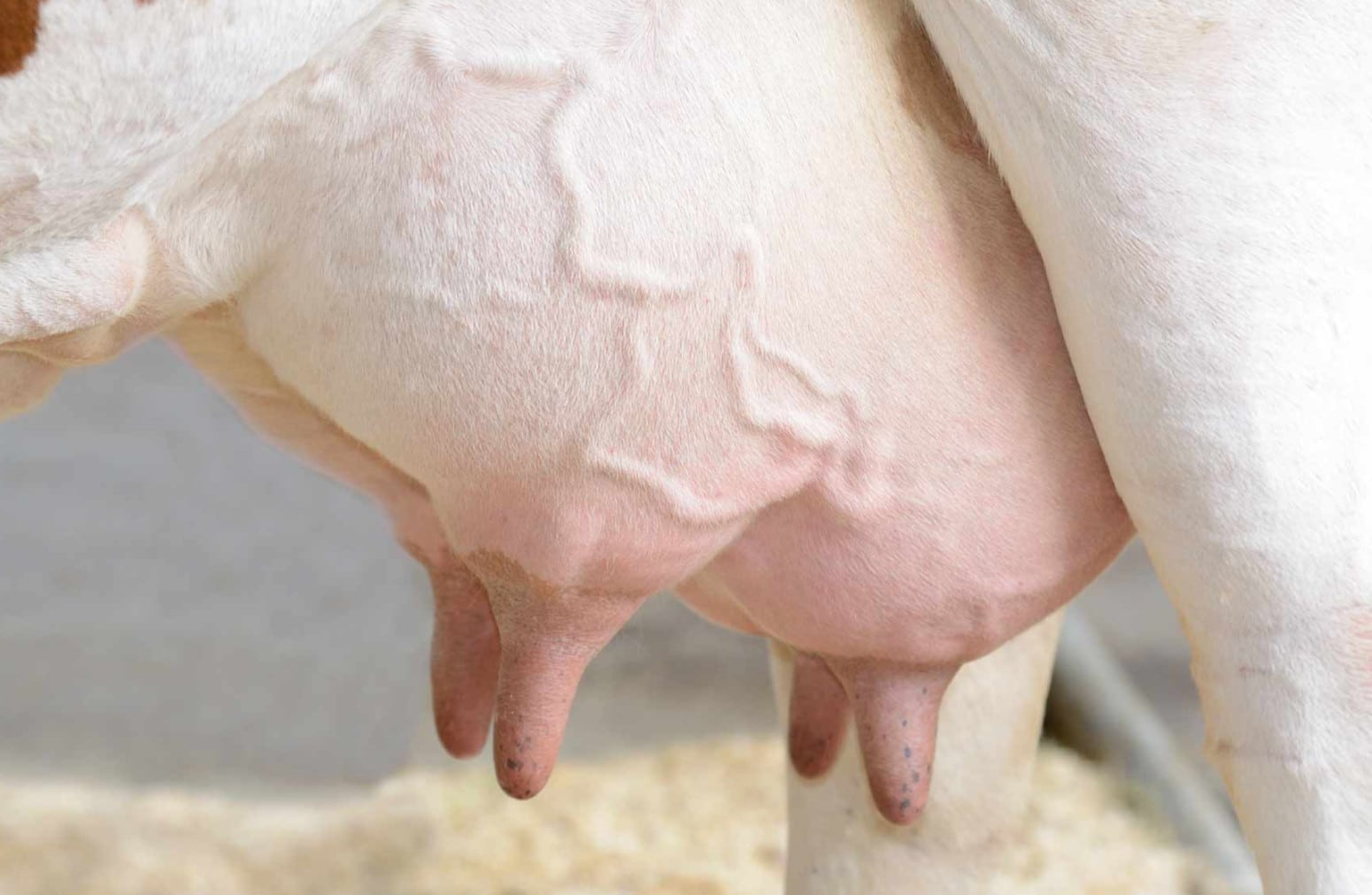 Mastitis en vacas lecheras