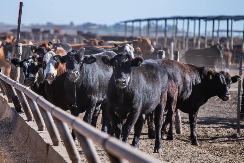 Evento Jornada de actualización feedlotera, Salta, 2025