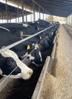 vacas